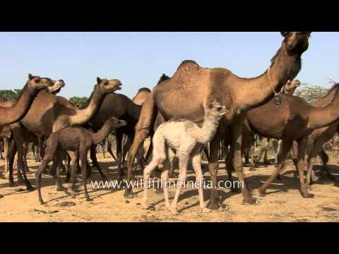 Camels depart on a desert journey - Kutch, Gujarat