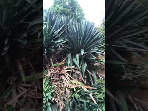 Polar Lawn Care video.