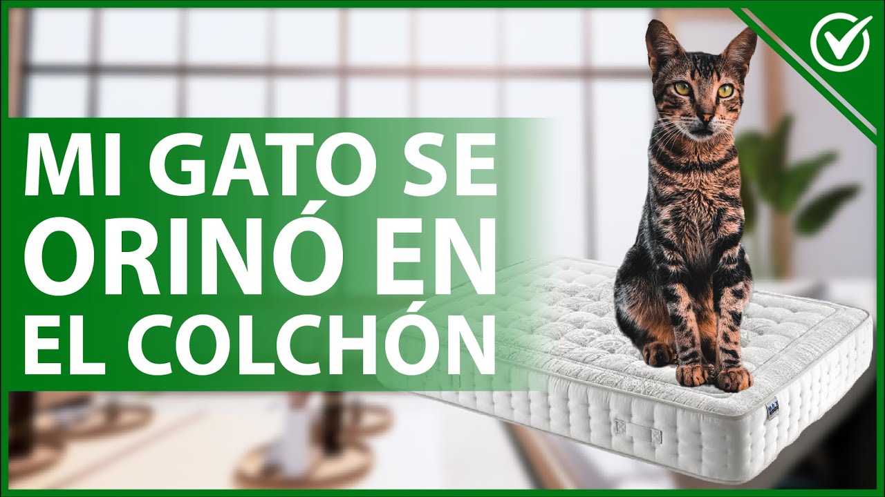 Watch 🐱 ¿Cómo LIMPIAR mi COLCHÓN si mi gato lo orinó - Remedios caseros y productos 🛏🐱 Now 🐱 ¿Cómo LIMPIAR mi COLCHÓN si mi gato lo orinó - Remedios caseros y productos 🛏🐱