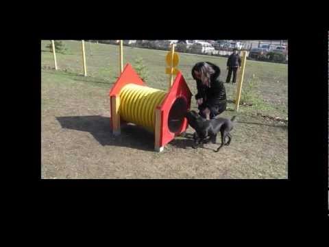 Nero first steps in agility - S.M.A.R.T. training of dogs Nero first steps in agility - S.M.A.R.T. training of dogs