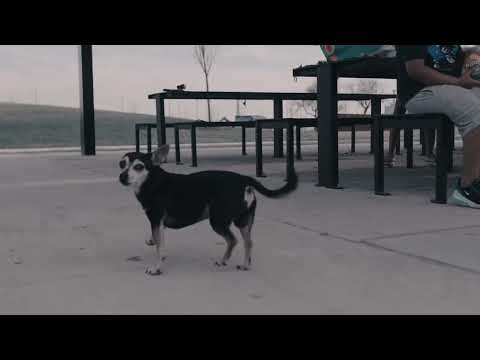 Mo Bread - Heavy (Official Video) shot by @lordoftheoutsiders