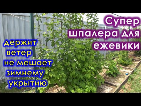 Супер удобная шпалера для ежевики, выдержит ветер, не мешает укрытию