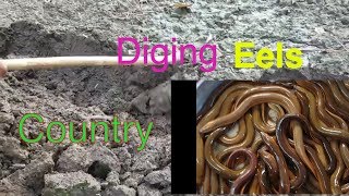 Eels Diging in the mud, Khmer Eels