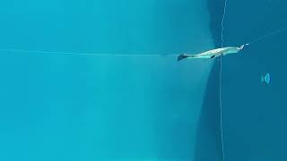 Zalt ZaltShad 14cm Oiler