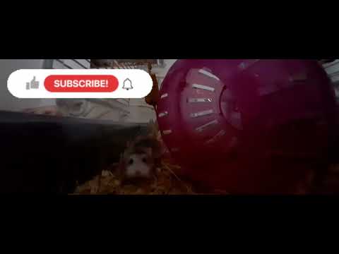 Pumpkin The Hamster On The 24/4/2022