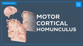 Motor cortical homunculus and the precentral gyrus - Quick Anatomy | Kenhub