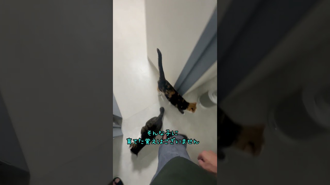 生意気な猫が可愛すぎた