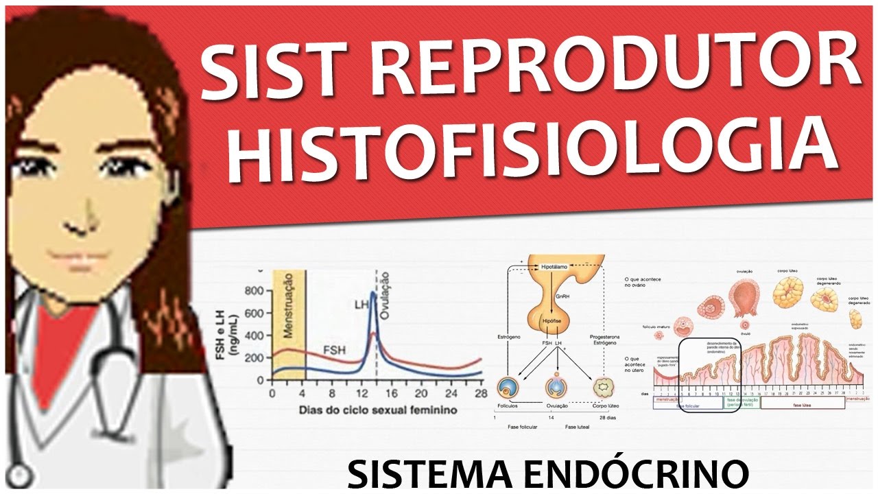Sistema Endócrino 14 - Sistema reprodutor feminino: Histofisiologia - FSH e LH (vídeo-aula)