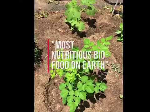 download lagu mp3 mp4 Moringa Names, download lagu Moringa Names gratis, unduh video klip Moringa Names