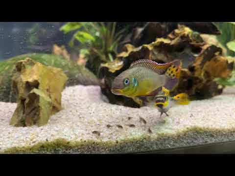 ハンターたち（クリベンシスの赤ちゃんの短い命）