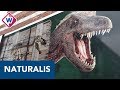 Naturalis graaft naar dinoskeletten in VS