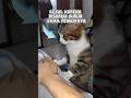 The Cat Is Annoyed Because He Is Told To Massage It