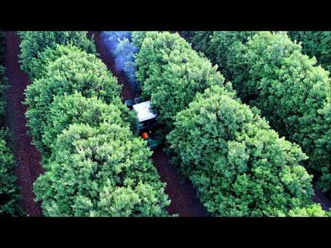 Monchiero VL08 Shaker - Tree shaker