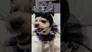 #チワプー #レオン #わんこ #ハロウィン #動物 #犬のいる生活 #3coins #癒し動画