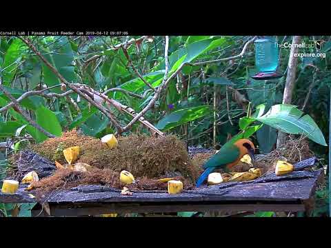 Impaired Rufous Motmot Still Thriving – April 12, 2019
