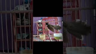 Download lagu burung sikatan jawa tarung#sikatankipas #sikatanjawa #sikatan #shorts mp3