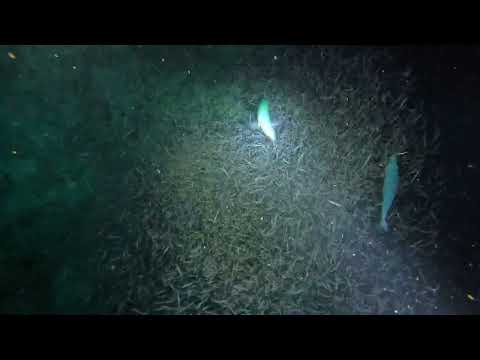 caccia notturna in egitto