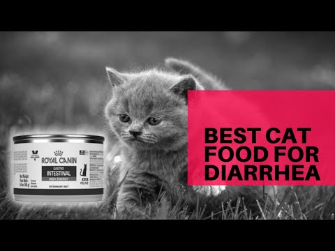 Best Cat Food for Diarrhea