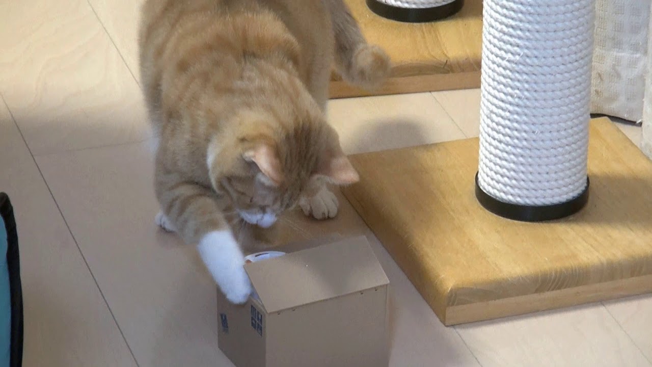 壊さないでね。　Handle the cat piggy bank softly