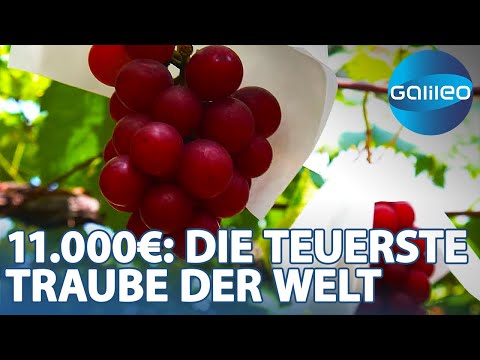 11.000 Euro für Obst - die Geschichte der Ruby Roman Traube | Galileo | ProSieben