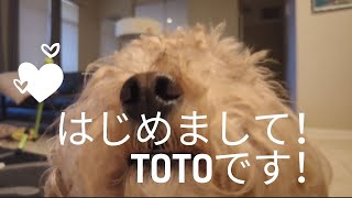 愛犬TOTO物語