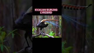Download lagu burung Lyrebird #burunglyrebird #burung #suara #jalak #kenari #birds #kicau #kicaumania #bunyi mp3 Download lagu burung Lyrebird #burunglyrebird #burung #suara #jalak #kenari #birds #kicau #kicaumania #bunyi mp3