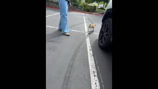 Video preview image #1 Great Pyrenees-Unknown Mix Puppy For Sale in Bellevue, WA, USA