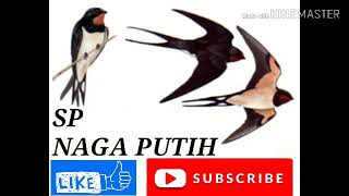 Download lagu Spesial Suara Panggil Walet ampuh cepat bikin sarang 'PUTRI NAGA PUTIH' mp3 Download lagu Spesial Suara Panggil Walet ampuh cepat bikin sarang 'PUTRI NAGA PUTIH' mp3