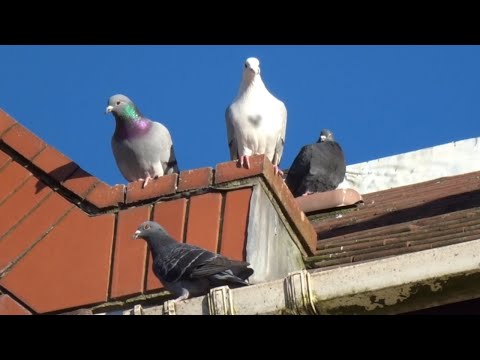 Pigeon Squadron 107 Part 2