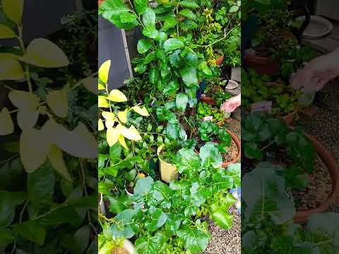 plantes pour balcon Calibrachoa-peu-prétentieux