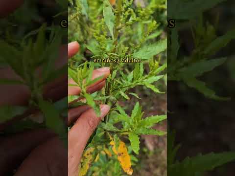 "#Paico o #epazote" también se utiliza como condimento #plantasmedicinales