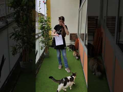 Cats Cafe Karlsruhe - HILFE: zweiter Corona-Lockdown Spendenaufruf