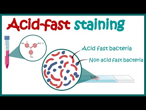 ACID FAST STAINING | Acid fast organisms | Bacterial Staining Technique | Microbiology