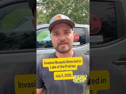 Invasive Mussels in Lake of the Prairies