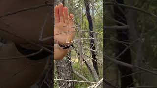 Can you see it? 😅 Despite their enormous size, giant stick insects are incredibly well camouflaged