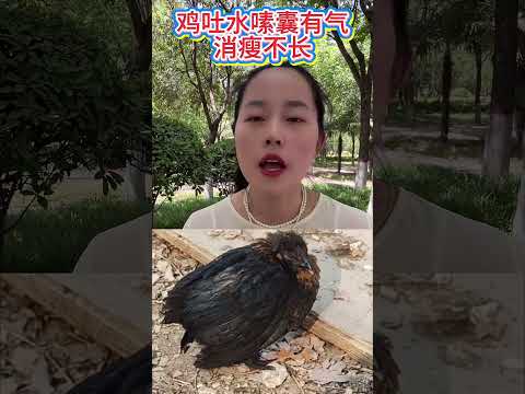 鸡吐事嗉囊有气消瘦不长 #科学养鸡 #散养土鸡 #鸡嗉囊胀气 #鸡嗉囊炎 #搞笑 #饲养员日常 #科普