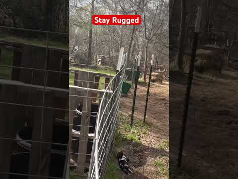 WE CAUGHT 3 SQUIRRELS IN 2 HRS | RUGGED RANCH SQUIRRELINATOR TRAP | THE TRAP THAT ACTUALLY WORKS