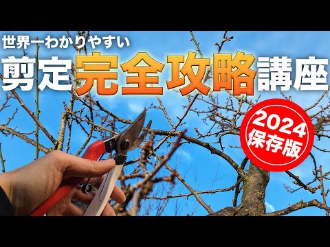 梨の木を植える：時期と方法、そしてメンテナンスのヒント！  庭園