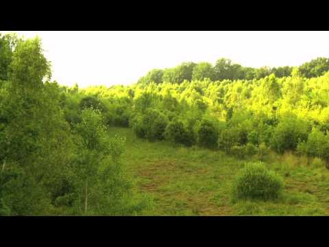 Soarta urşilor bruni pe vremea lui Ceauşescu | Romania Din|Interior | Digi24