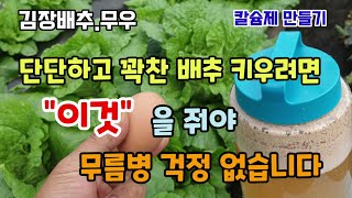 김장배추.무우 무르지않고 속꽉찬배추 키우려면 이것주면 해결 계란껍질 난각칼슘만들기 칼슘제만들기 초산칼슘