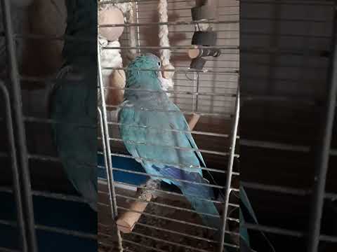 papoušek mniší Matýsek