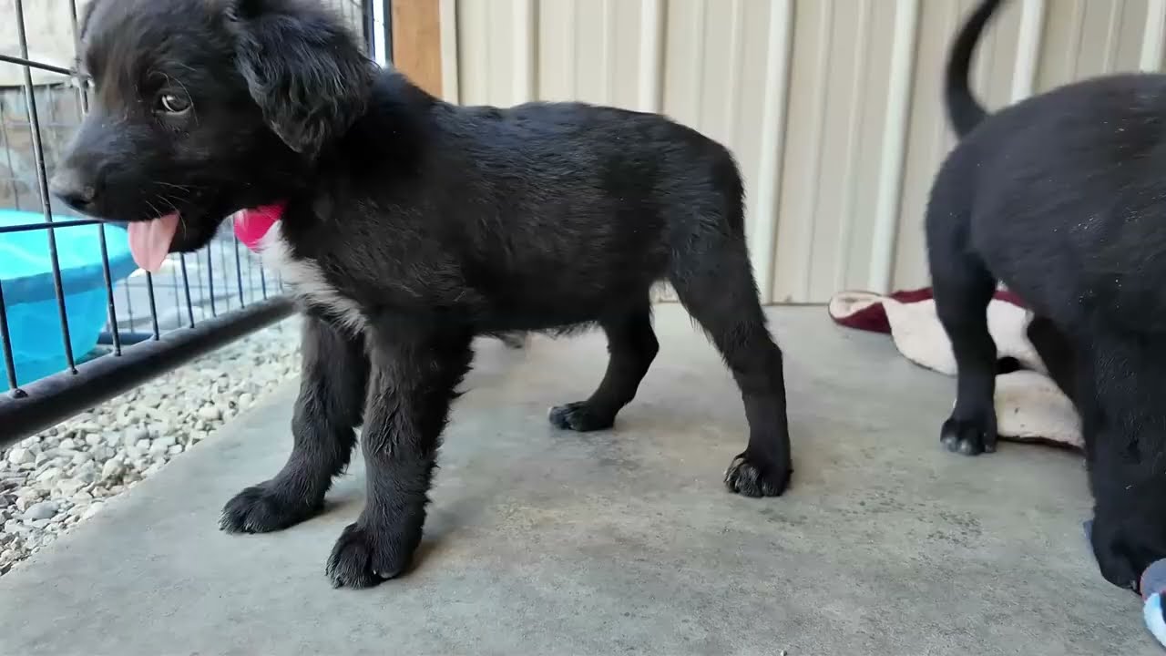 Enlarge Bishop, a ADOPTABLE mixed breed in Republic, WA video 6/6