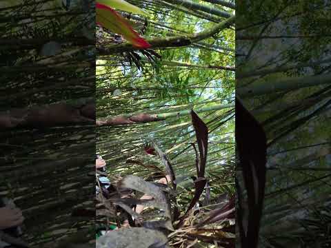 🎥 APÍA: EL CORAZÓN DEL VIENTO Y DEL CAFÉ COLOMBIANO ☕🌬️  #34