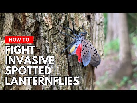 Fighting the Invasive Spotted Lanternfly