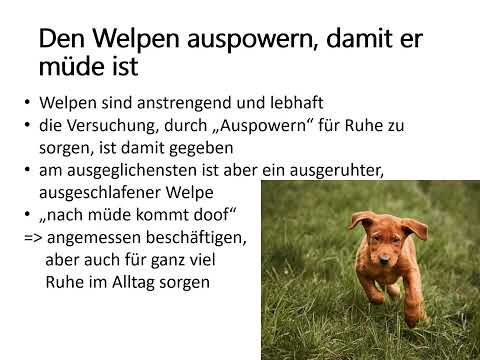 Videoreihe: Welpen-No-Gos: die richtige Balance zwischen Ruhe und Bewegung