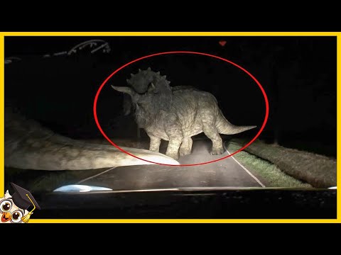 20 Dinosauri Filmati Dalle Telecamere Nella Vita Reale