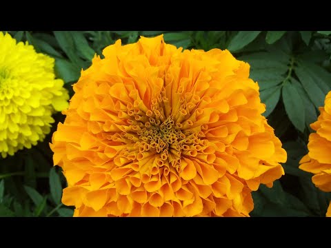 08 Giant Gainda ( Merrygold) flower video by-Gurjit Singh s.2017