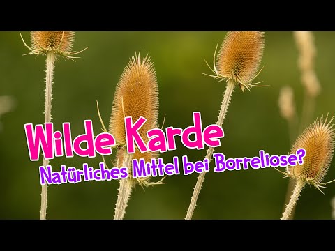 Wilde Karde - natürliches Mittel bei Borreliose? So kannst du die Wurzel ausgraben 👩‍🌾  #garten