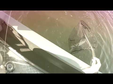 Sjøørret fiske Kråkerøy 2023