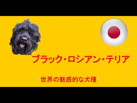 ロシアンブラックテリア